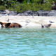 Cerdos de Cayo Big Major. Wikimedia Commons